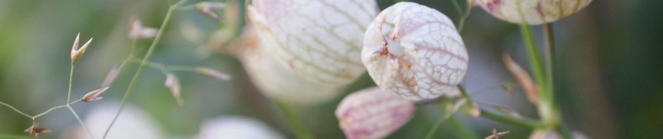 Sommerstreifzüge 2015